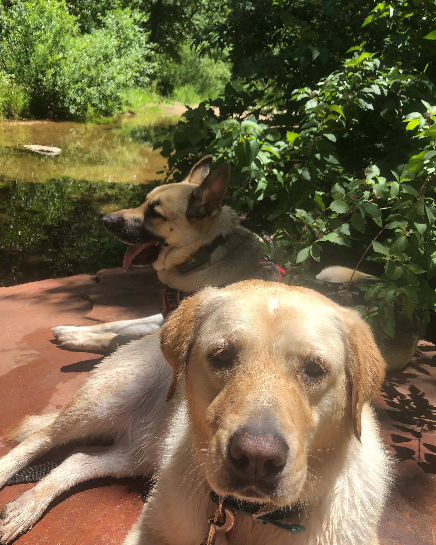 dogs enjoying the sun