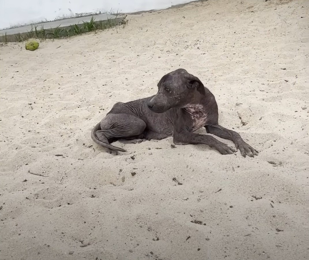 dog on the beach