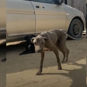 Extremely Malnourished Dog Lived On The Streets For 8 Years Before She Met Her Rescuers 