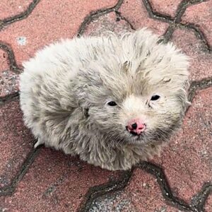 Rescuer Heartbroken To Find A Scared Dog On The Street Struggling In Freezing Cold