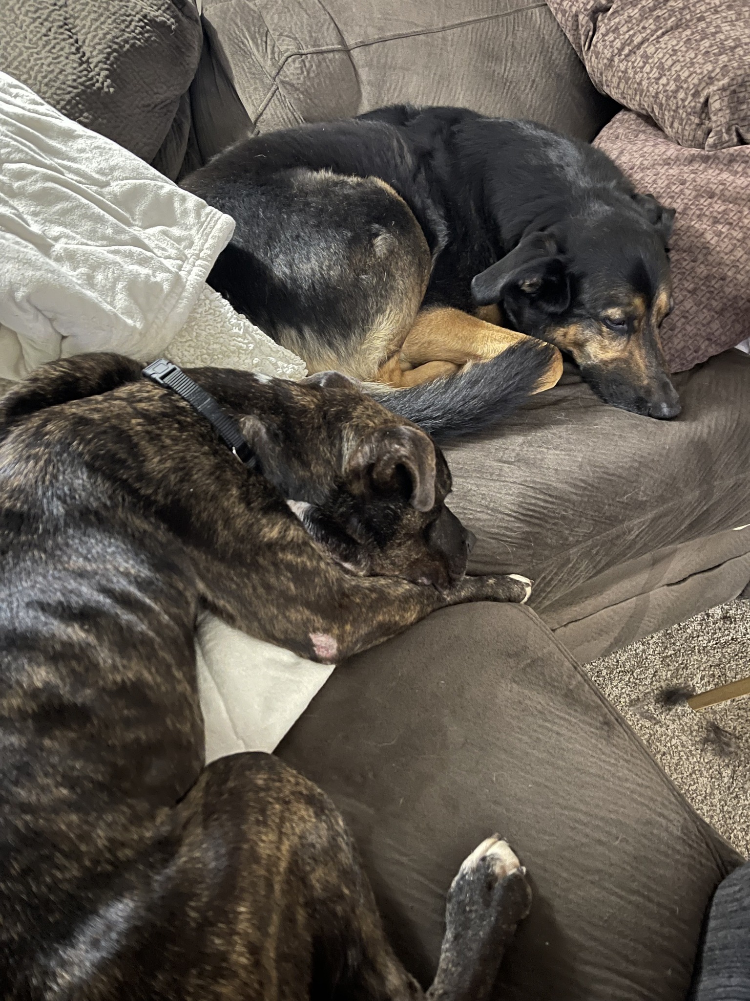 two dogs lying on couch