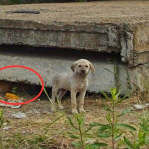 Woman Finds A Furry Family Living Under A Concrete Slab, Then Discovers Something Heartbreaking