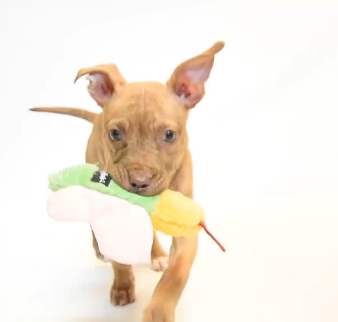 dog holding toy in its mouth