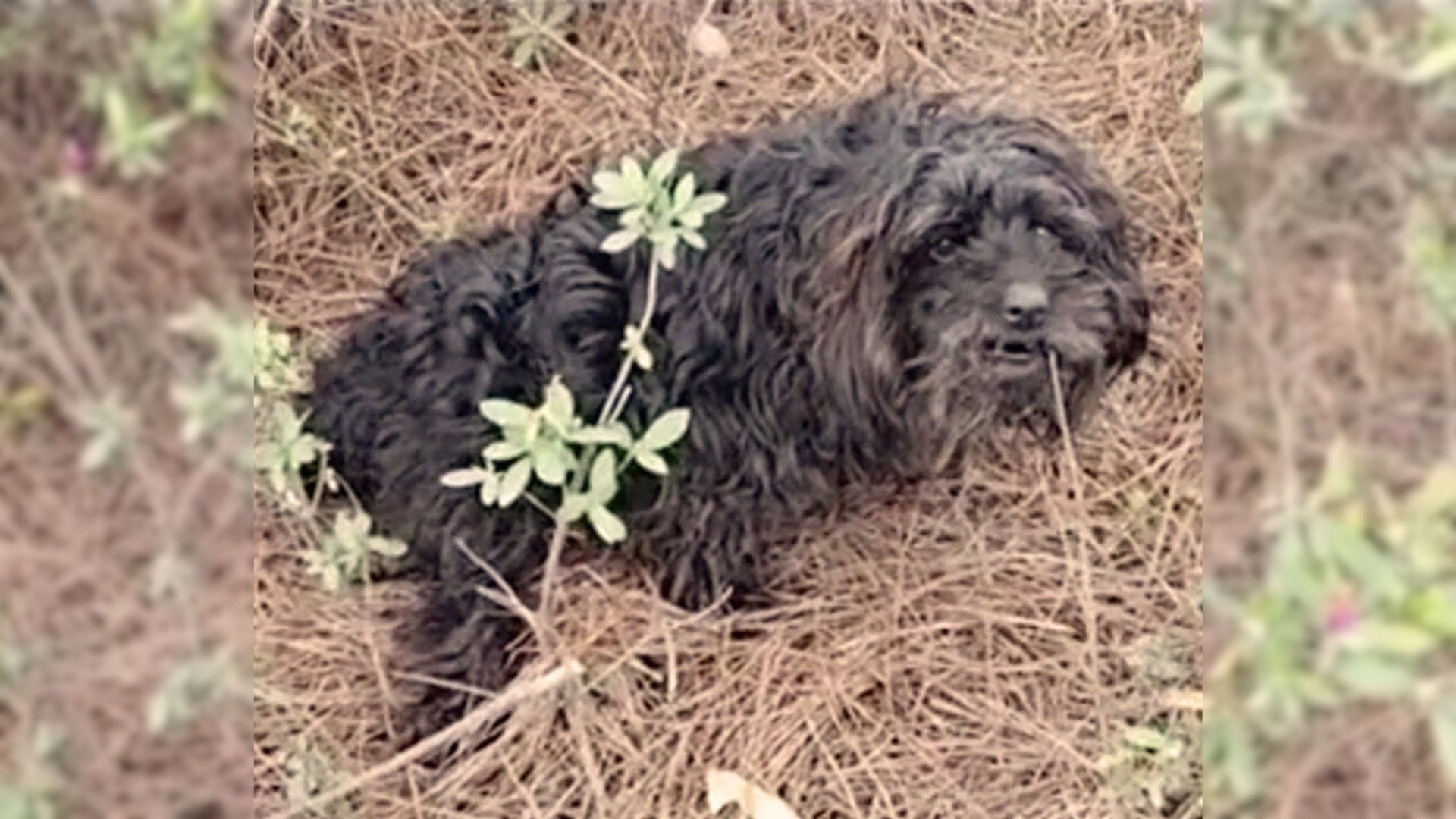 Doggo With A Paralyzed Help Couldn’t Move Until Kind Rescuers Came To Her Aid