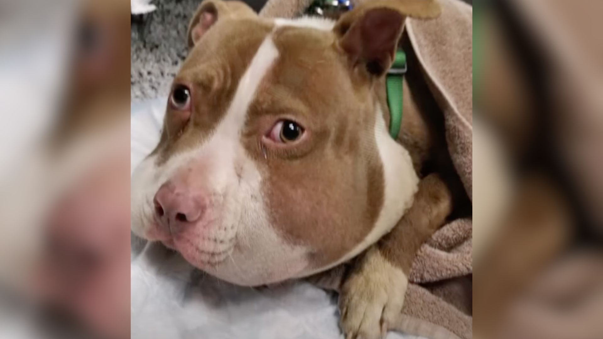 Dog With Swollen Head Found Wandering Around The Neighborhood, Hoping To Find Help