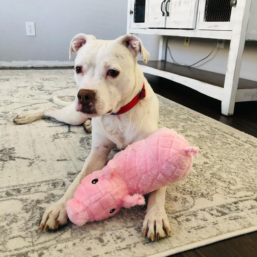 White dog with toy