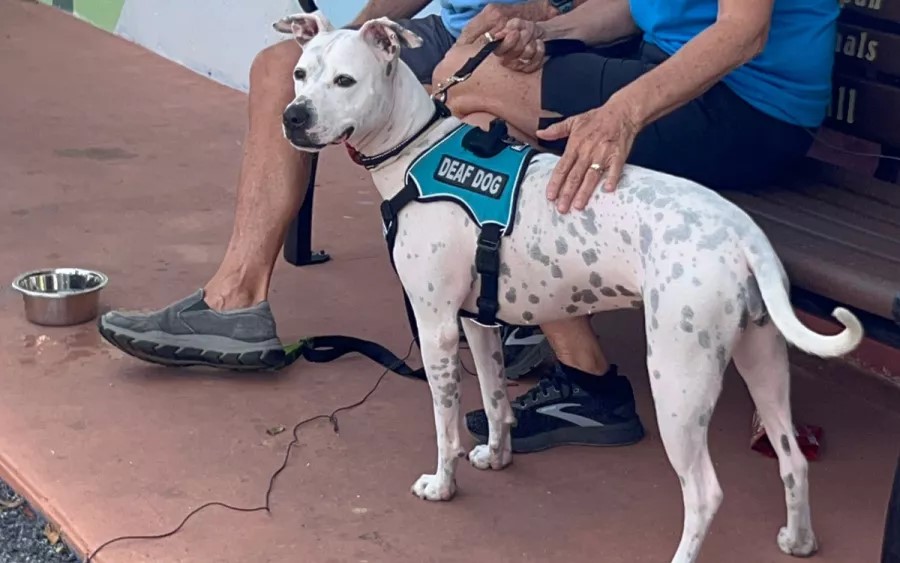 deaf dog with his owner