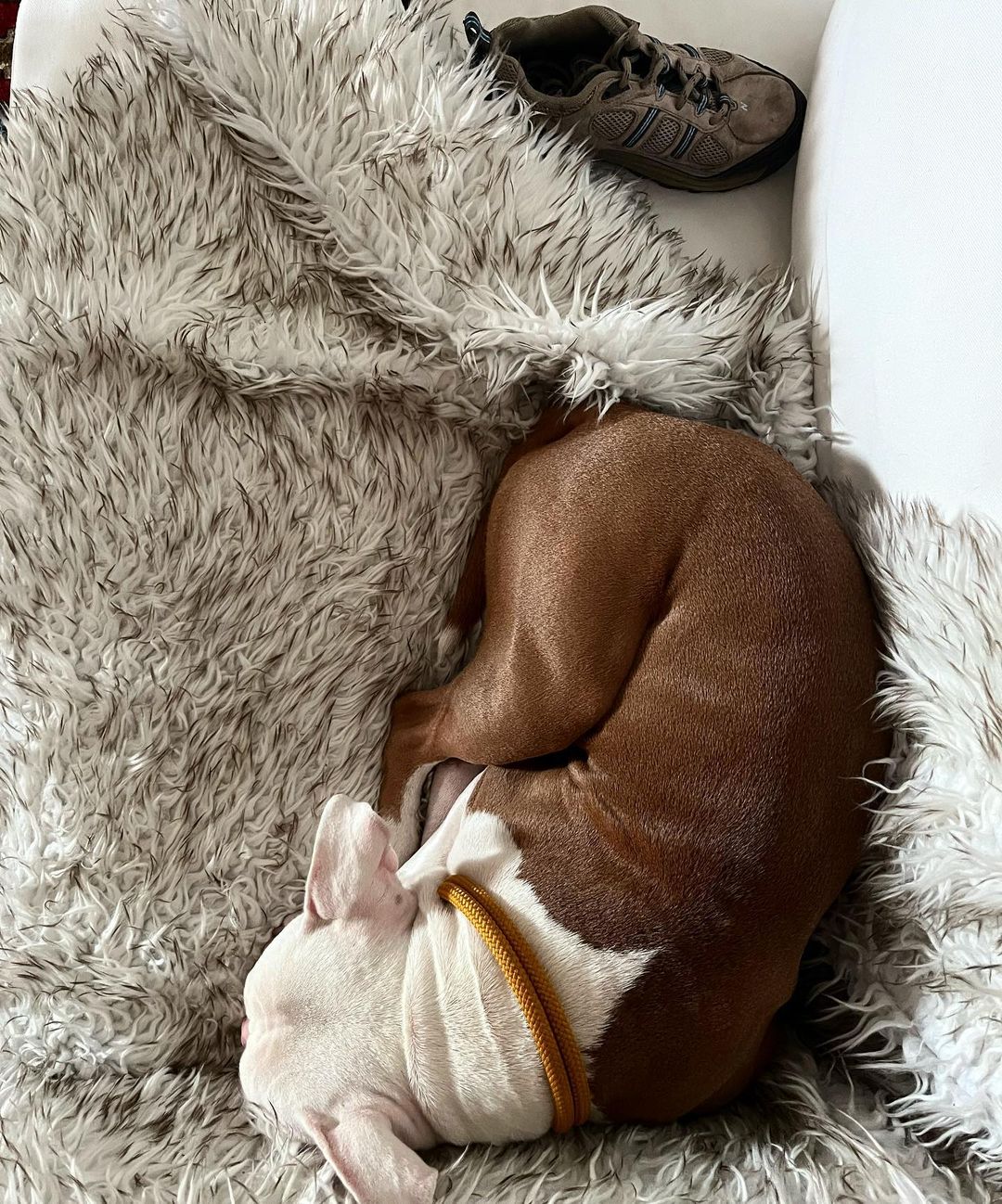 dog sleeping on a rug