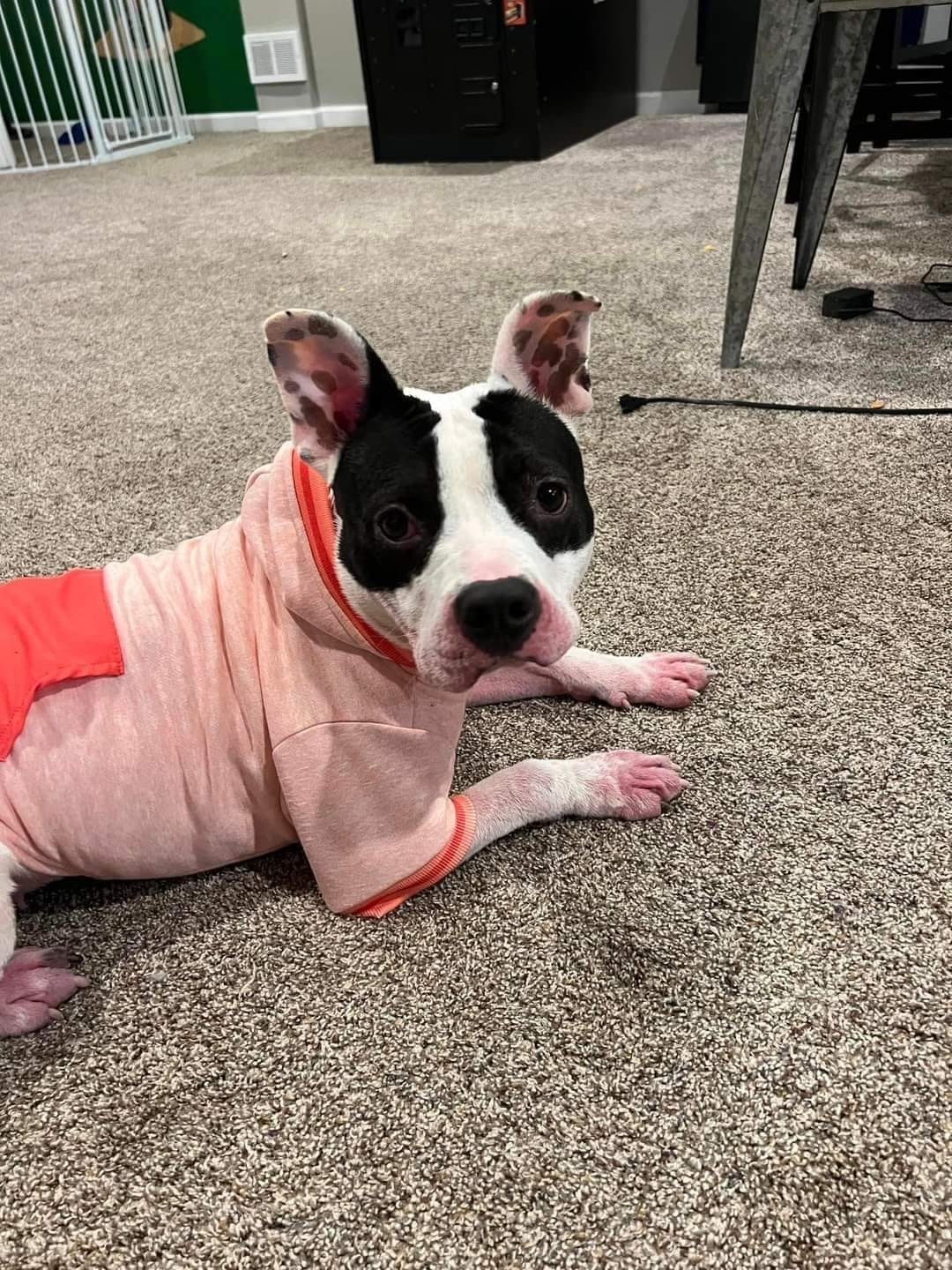 dog with red shirt