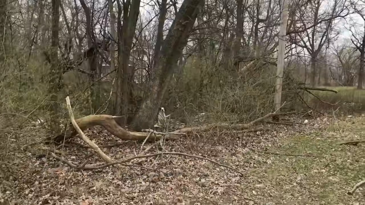 mother dog sitting in the forest