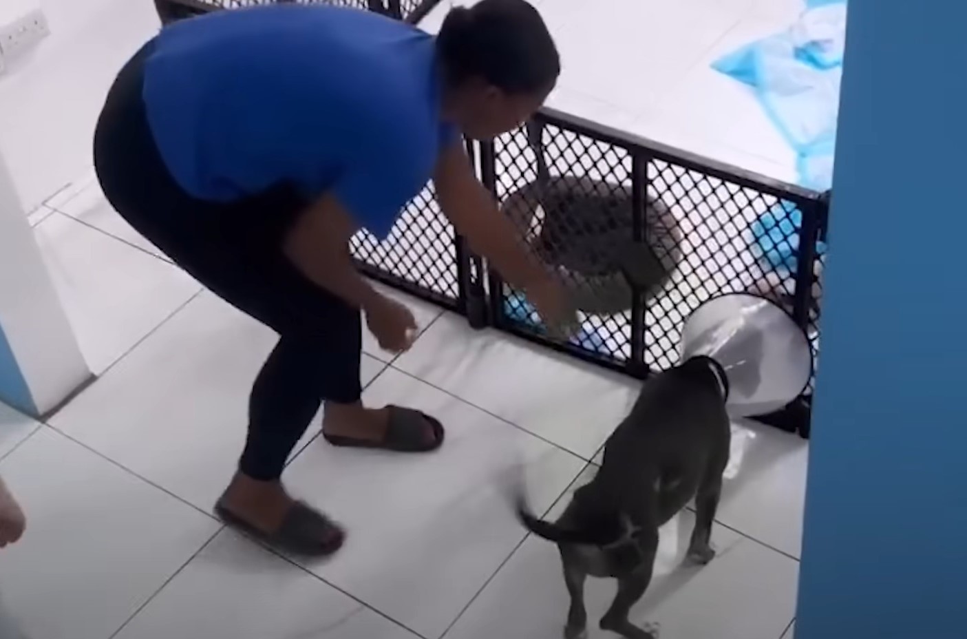 photo of woman helping the dog