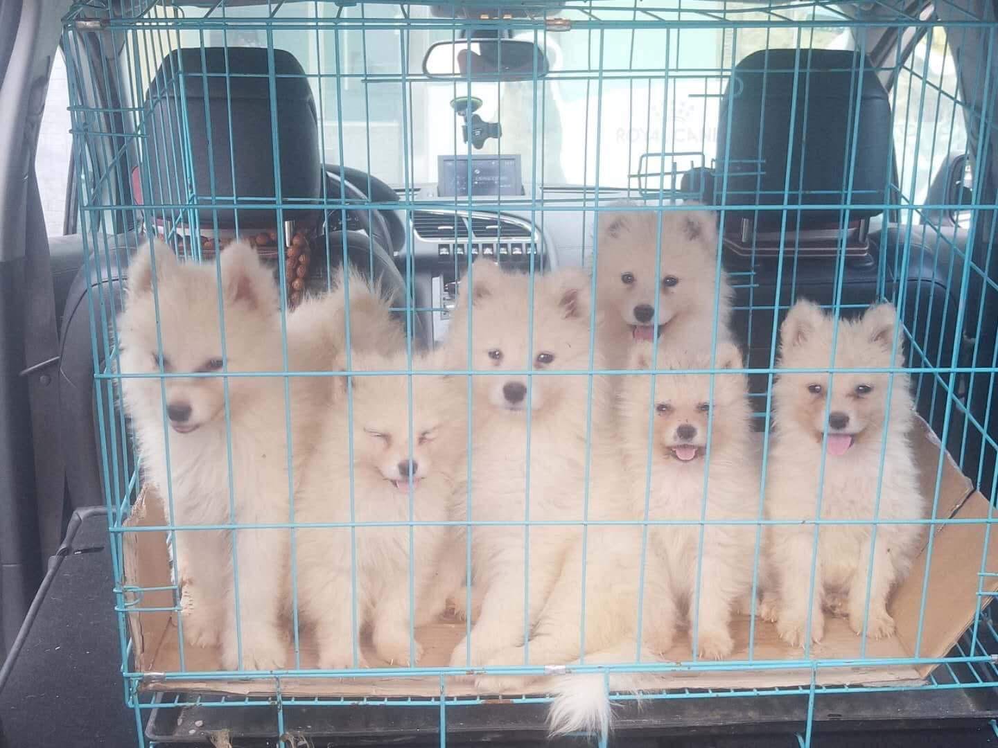 puppies in a cage