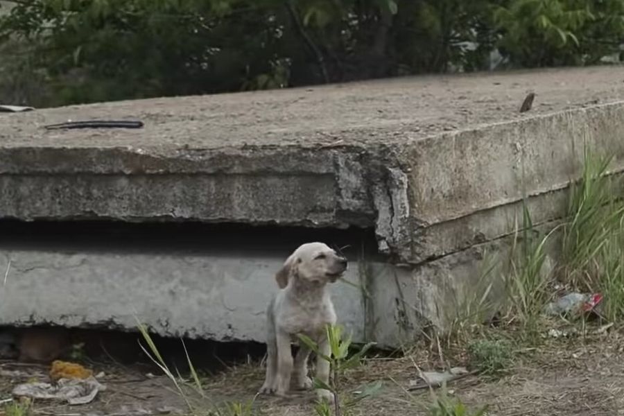 stray puppy standing in the nature