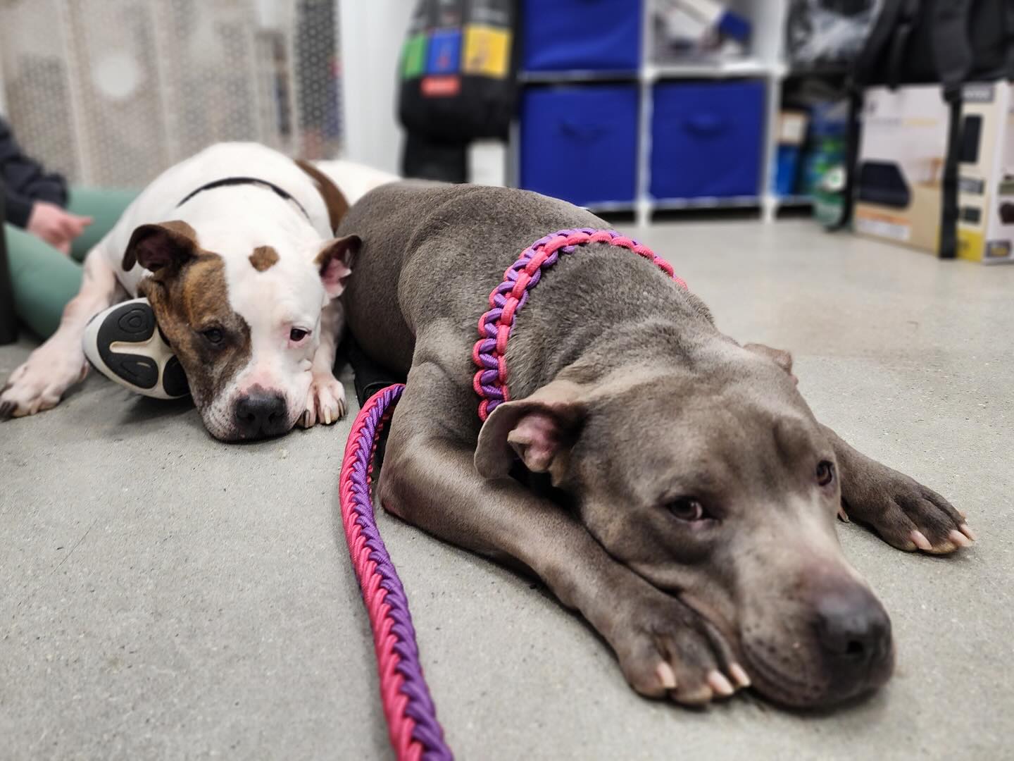 two dogs laying down